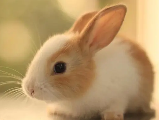 侏儒海棠兔好养吗？饲主来看看吧