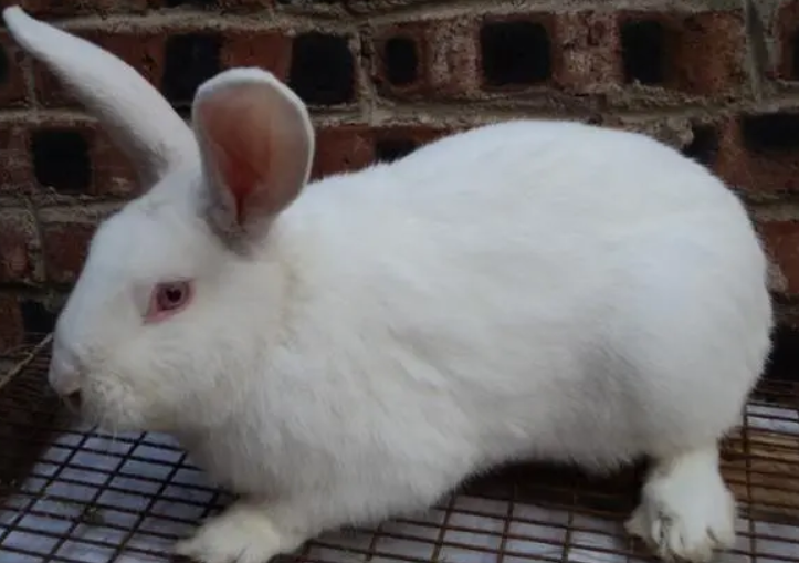 新西兰兔生活环境是什么样的，来看看吧