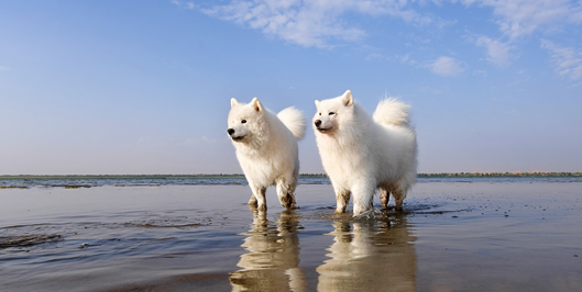 养狗需知：萨摩耶4个月多重？