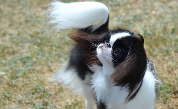 日本狆怎么看年龄?看牙齿就可以啦! 日本狆怎么看年龄?看牙齿就可以啦!