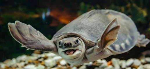 养猪鼻龟能放盐吗？养的人看过来