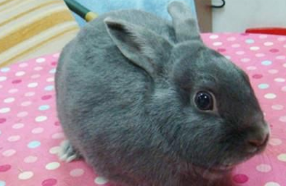 银狐兔的价钱几何，快来看看吧~