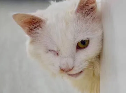 为什么猫会吃草？赶紧来了解一下！