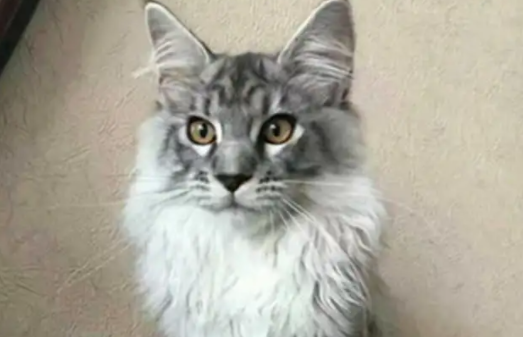 宠主分享：缅因猫体重年龄对照表