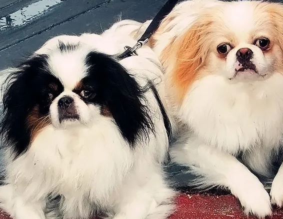 日本狆没人乐意饲养，是这个原因