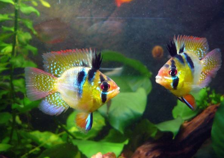 关于七彩凤凰鱼的繁殖问题，本文为你提供详解解答！