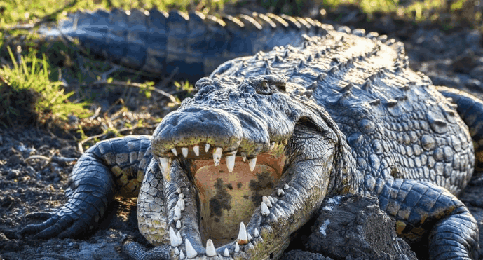 鳄鱼养殖技术及注意事项，你知道吗