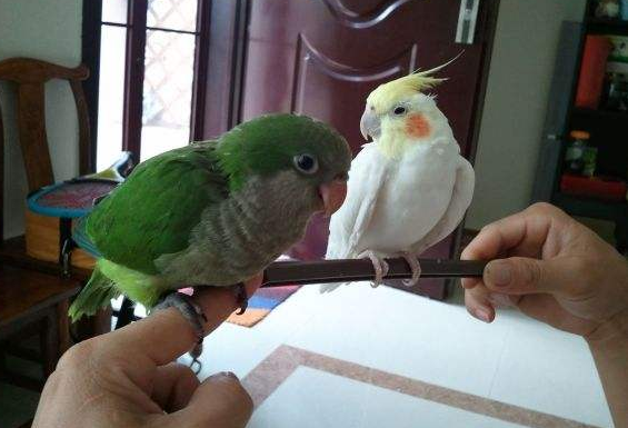 怎么给和尚鹦鹉剪羽毛，快来看看吧~