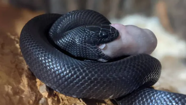 小白想养宠物蛇?做好以下两点就行~ 小白想养宠物蛇?做好以下两点就行~