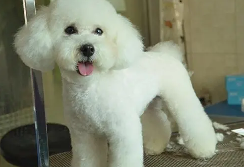 来看看，贵宾的毛怎么拉直！