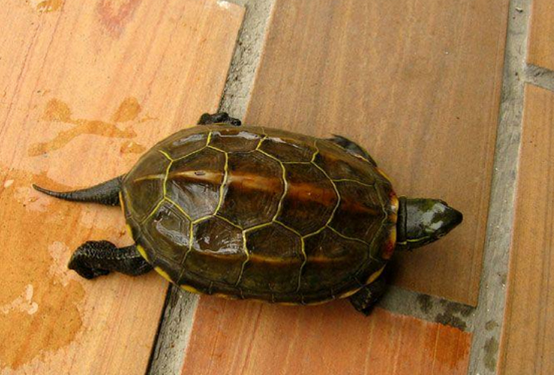 中华草龟为什么叫臭龟？原因竟然这么简单