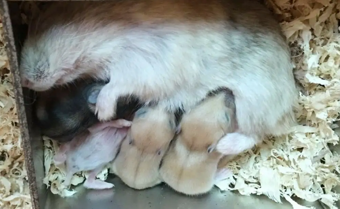 仓鼠生了宝宝被吃了？会有这种情况发生吗？