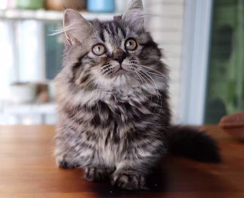 矮脚猫性格怎么样？这篇文章能给你答案~
