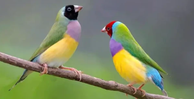 七彩文鸟可以和什么鸟混养?来看看吧 七彩文鸟可以和什么鸟混养?来看看吧