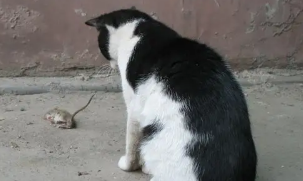 养个猫老鼠会搬走吗？难怪猫是老鼠的天敌！