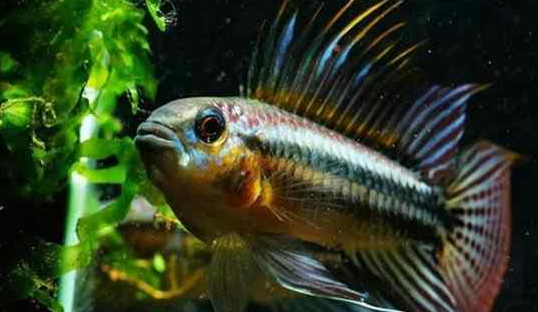 酋长短鲷“绝食”了？别急！看看这篇