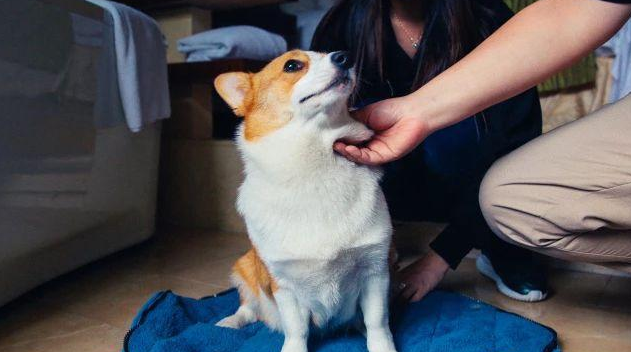 盖夫×爱宠游，携宠泛舟九龙湖！