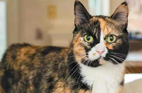 玳瑁猫值钱吗？可能与你想的不一样