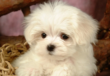 为什么小狗翻白眼睡觉？看完这篇文章你就知道了！