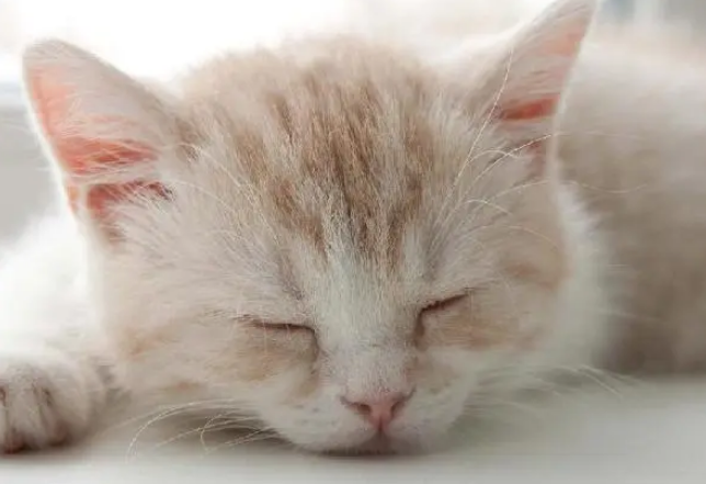 猫咪需要猫窝，买不买并不是价钱的问题