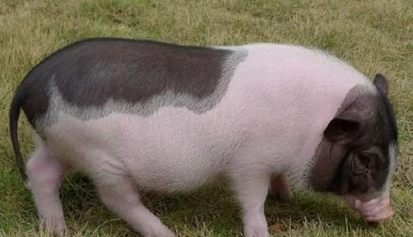 科普向丨可爱憨厚的小香猪到底能长到多高