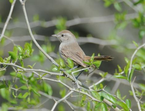 可爱的小棘雀喜欢吃什么？一起来了解一下吧！