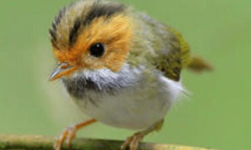 棕鹨莺值不值钱？这篇文章告诉你！