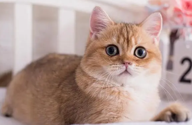 猫咪突然不肯睡猫窝了是怎么回事？