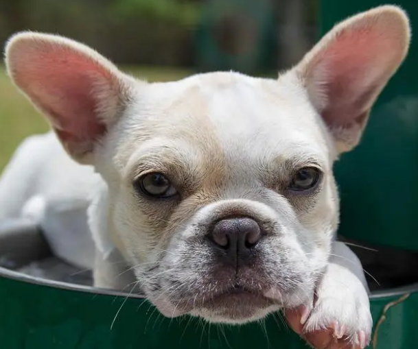 狗狗零食那么多，这些最营养健康