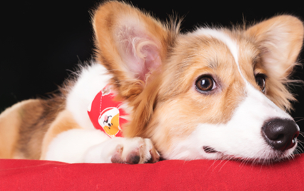 公柯基绝育后性格变化，饲养须知~