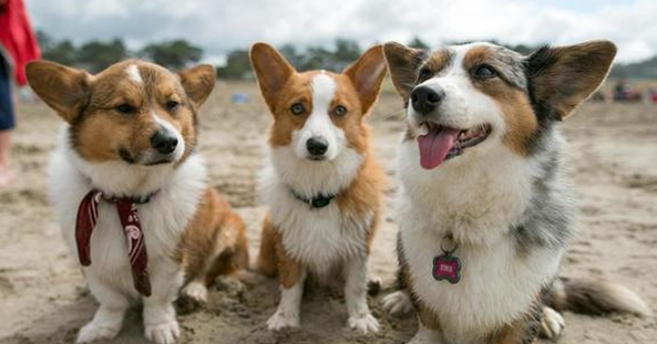 柯基犬攻击性强吗？看完你就知道了