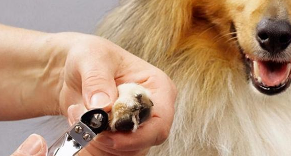 给狗狗剪指甲的有效方法有哪些？主人一定要学会！