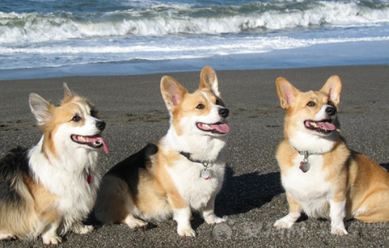 快来看看，没尾巴的狗品种和名字都有哪些吧！