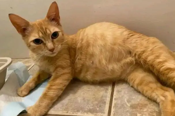 小猫咪肚子很大，不要以为怀孕了