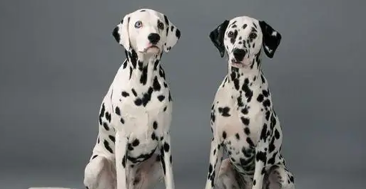 大麦町犬的性格特点你们知道多少？快来收藏一下