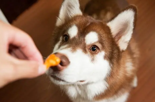 狗狗吃零食益处多，但不要让汪星人太贪嘴哦