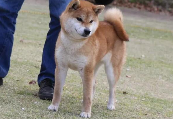 柴犬白手套为什么不好？真相可能不是你想的那样哦