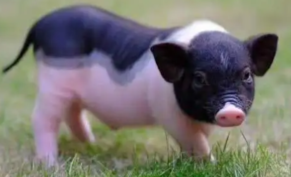 香猪拉稀怎么回事？不要慌，几招轻松解决