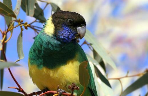 林肯港鹦鹉的寿命有多长？答案令人意外！