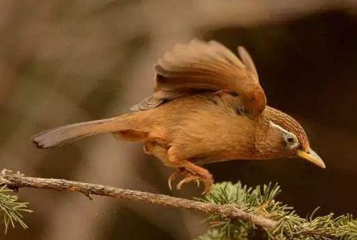 画眉鸟换毛要怎样闭笼？想知道的赶紧来看看～