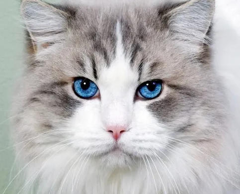 毛孩子受伤先别慌，关于宠物猫受伤的三个处理方法你一定要码住