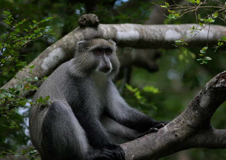 青长尾猴的特点有哪些？感兴趣的朋友可以看看~