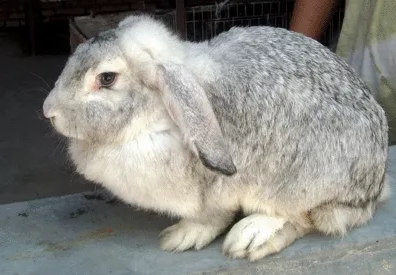 公羊兔常见疾病有哪些？治疗方法如下