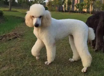 巨贵几个月开始疯长，铲屎官们来看看吧~