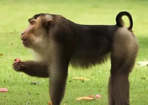 尾巴很有特色的豚尾猕猴，你了解多少？