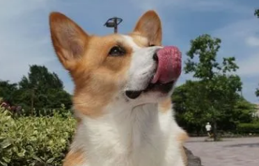 养狗需知：狗狗需要经常洗脸吗？