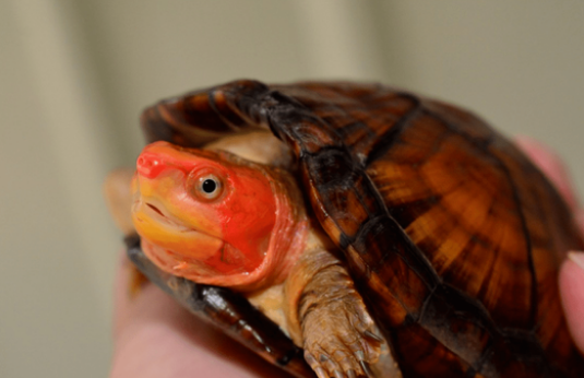 红面蛋龟吃什么？来看看你喂对了吗！