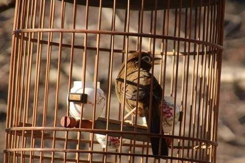 训练不服笼的画眉鸟，原来这么简单。