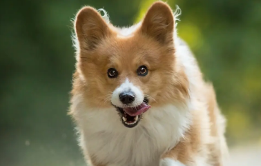 一文告诉你，去除狗嘴边毛毛发黄的方法！