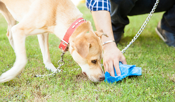 养狗须知：狗大便有粘液怎么回事